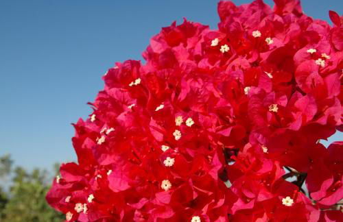 Casa la Flor, villa with seaview in region Malaga - Foto 12