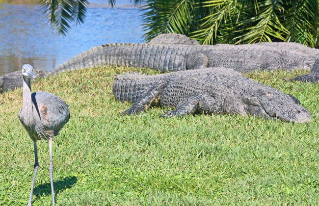 Go City Orlando Explorer Pass - Photo 3