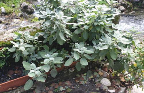 Gli Orti di Mulina le Apuane con parcheggio privato e WiFi - Foto 16