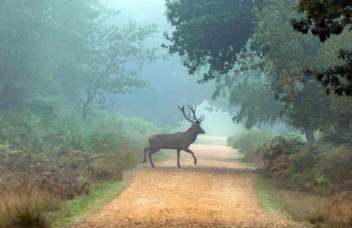 Beautiful New Forest Hideaway - Foto 25