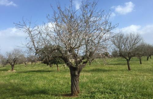 Ferienhaus Casa Yelmo - Foto 24