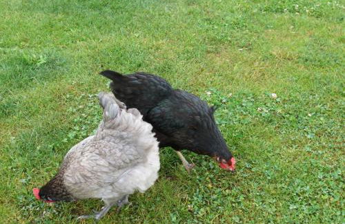 Gîte Paimpol Le Poullou - Photo 53