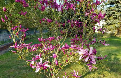 NR- Fewo mit Ladestation für E-Autos - Foto 24