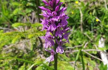 Casa Lausen - Foto 76