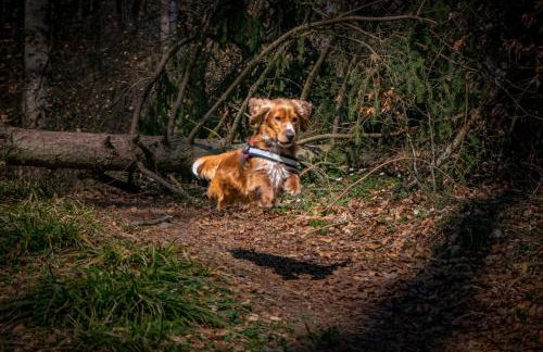 Ferienwohnung Riedblick-Süd-West - Photo 22