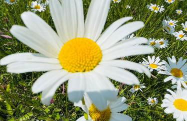 Ferienwohnung Alpensymphonie mit 110 m2 und sonnigem Balkon - Photo 23