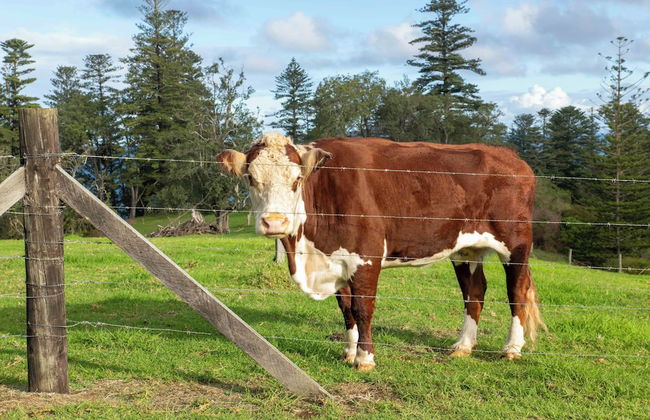 Beefsteak Homestead - Foto 31