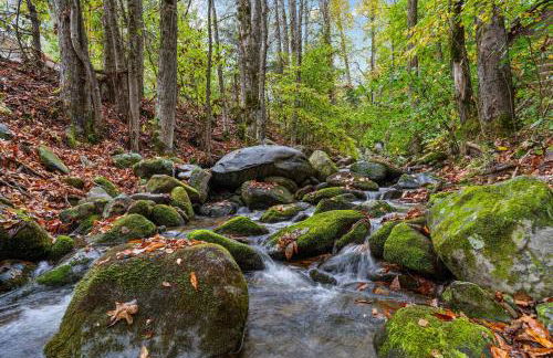 Little Bird Cabin by American Patriot Getaways - Foto 9