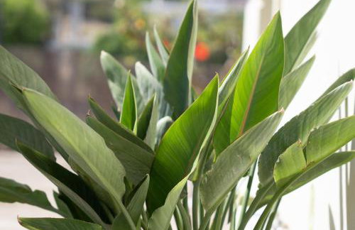 GARDEN HOUSE, Kalamaki - Foto 72