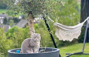 Ferienwohnung Panorama Oberkirn - Foto 53
