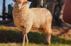 hotel fazenda ctk - Foto 21