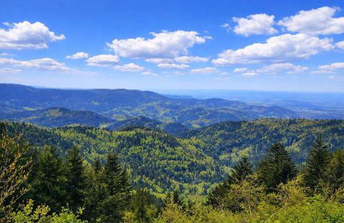 Ferienwohnung Vogelnest mit weitem Blick über den Schwarzwald - Foto 16