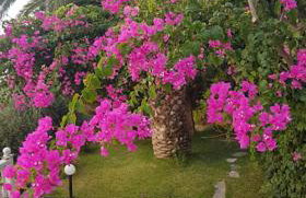 Ilaira Apartments - Foto 2