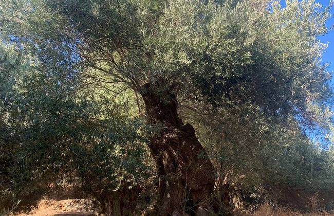 Cottage Home at South Chania near Paliochora - Photo 29