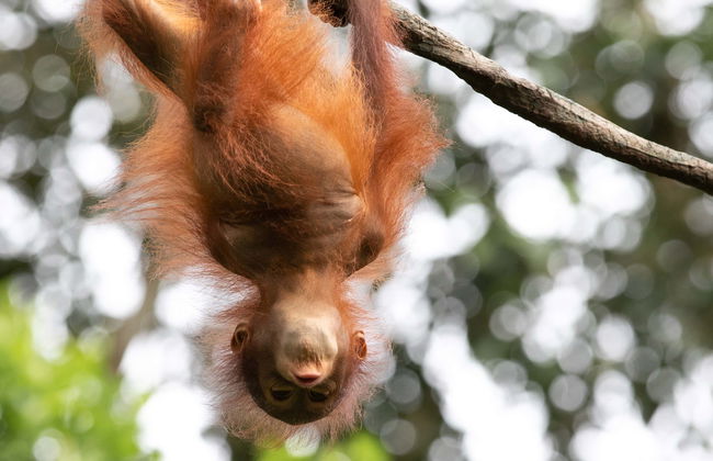 Semenggoh Wildlife Centre + Sanctuaire de crocodiles - Photo 4