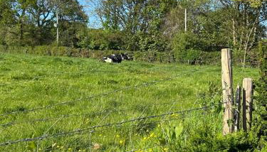 Trelowen Cottage - Photo 3