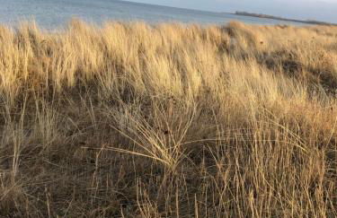 Kleine Perle - Foto 20