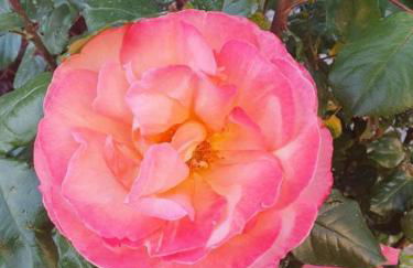 paysmillereves - Foto 25