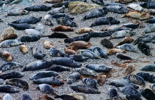 Cowshed Cottage Located nr Kynance Cove - Foto 18