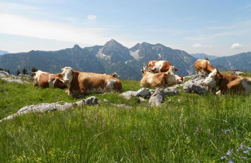 Matheishof inkl. Chiemgaukarte - Foto 14