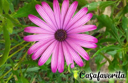 Casafavorita - Meer- und Teideblick für Zwei - Foto 38