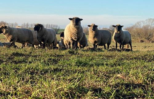 Hotel Am Schlosspark - Foto 10