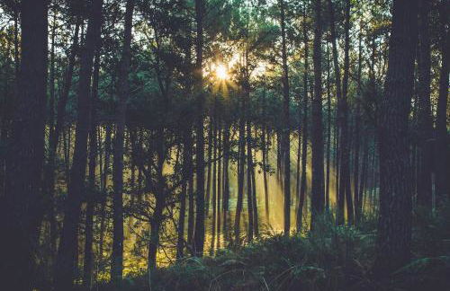 HOSSEGOR LA VIGIE entre lac et océan - Foto 16
