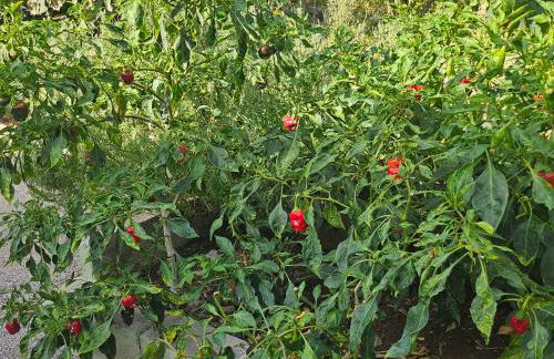 Casa Erika - Foto 10