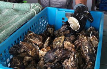 Maison Althea Rosea - 3 chambres et piscine - Foto 42