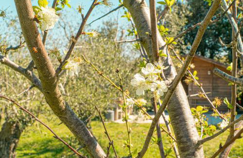 Casa RiVa - Among olive trees and the Tuscan coast - Photo 42