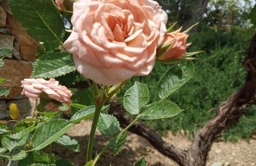 Giaglakis Rooms - Foto 66