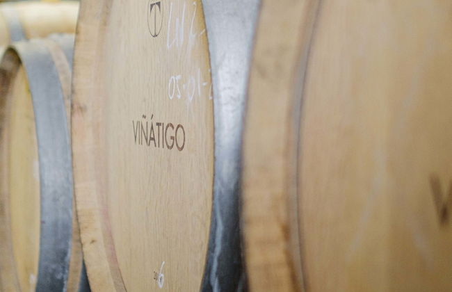Visita às Bodegas Viñátigo - Foto 1