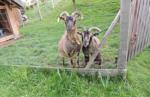 Ferienwohnung Butscher - Foto 41