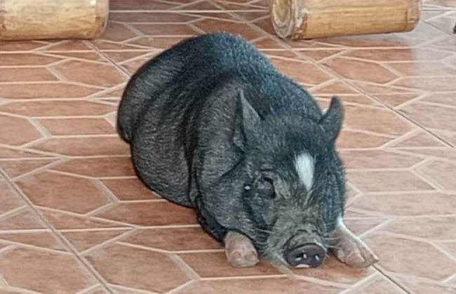 Rancho Ventura - Foto 38