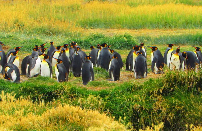 Excursión a la isla Tierra del Fuego - Foto 1