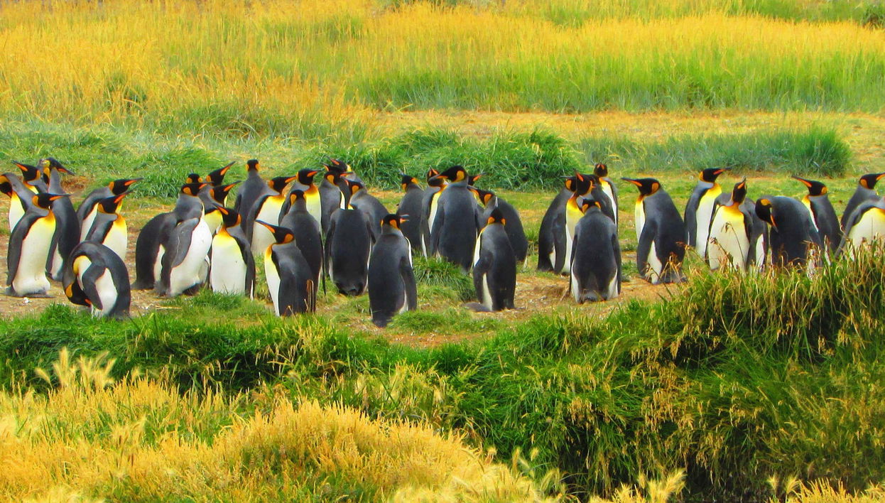 Excursión a la isla Tierra del Fuego