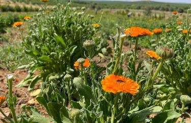 Monte de Palma- Quinta Biodinâmica Momentos Únicos - Foto 18