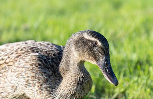 Kingfisher Lodge, Redlake Farm, Nr Glastonbury - Foto 30