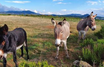 Les gîtes Estaou Treillo - Foto 32