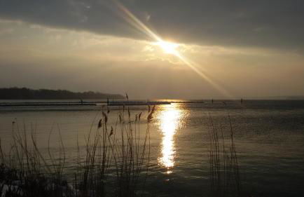 FEWO Muschel - Foto 21