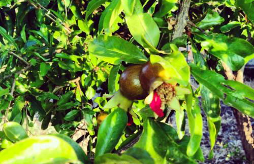 Agriturismo Sa Tanca Noa - Photo 73