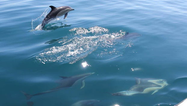 Dolphins swimming along the coast of Vilamoura
