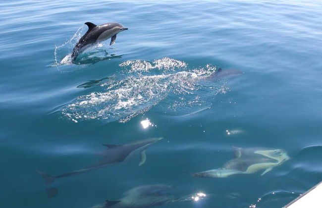 Avistamiento de delfines en Vilamoura - Foto 3