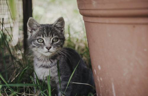Seeberhof - Urlaub am Bauerhof - Foto 5
