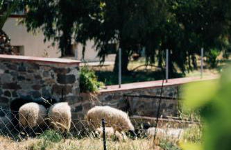 Apolithon Premium Houses - Photo 34