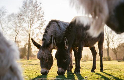 Ferienhof Ekenhoff - Foto 1