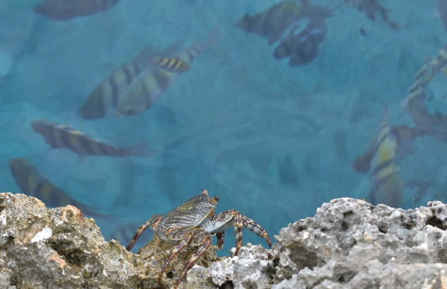 Snorkel en Providencia - Foto 1