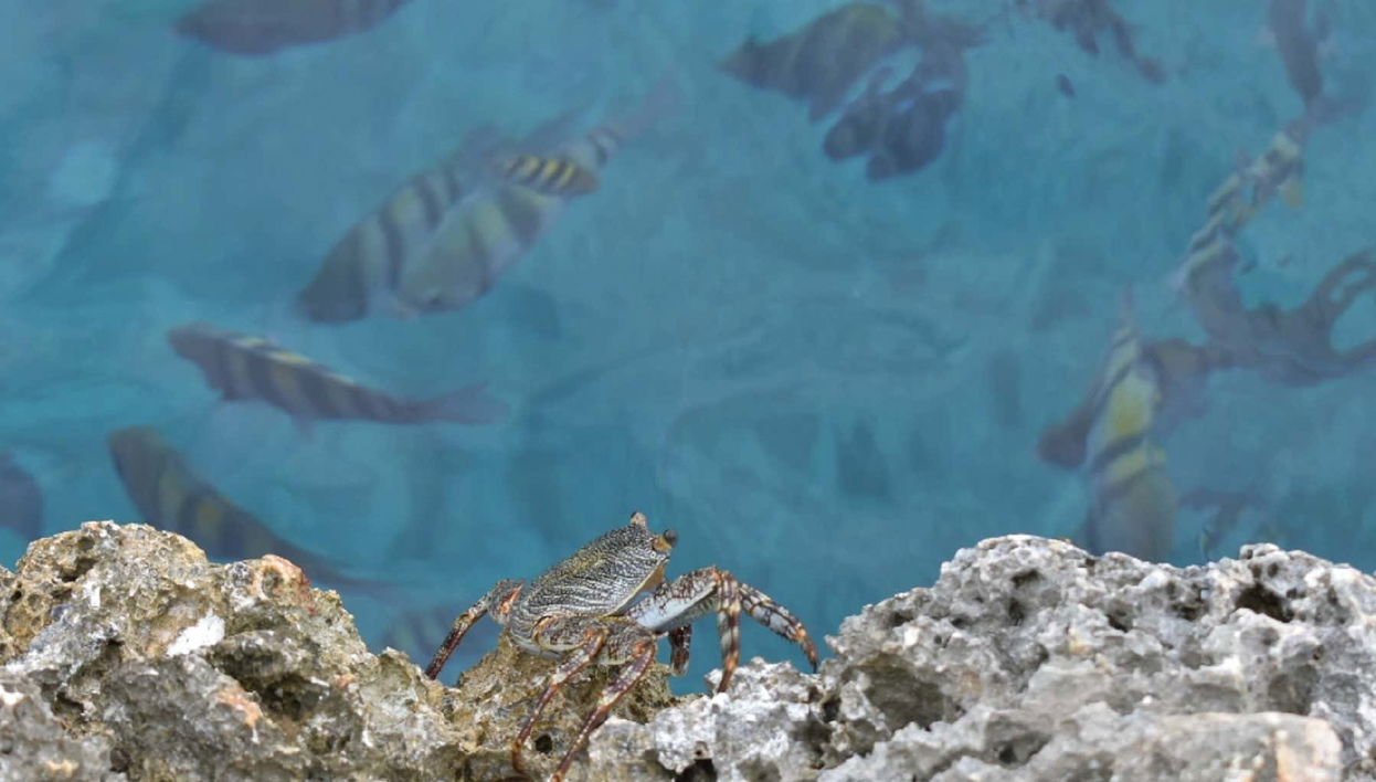 Providencia Snorkelling Tour - Foto 1