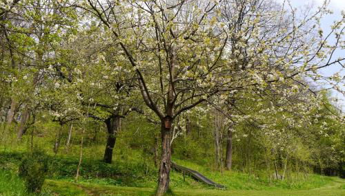 Gästehaus Seeber - Foto 5, Garden