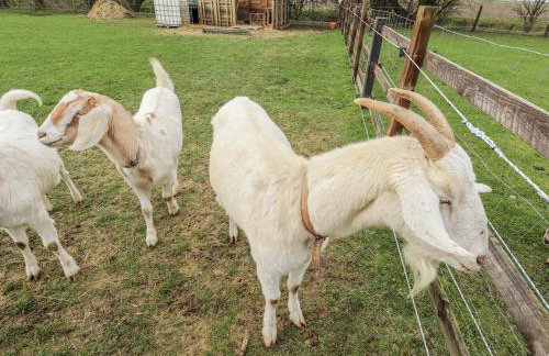 Mardi Gras - Foto 16